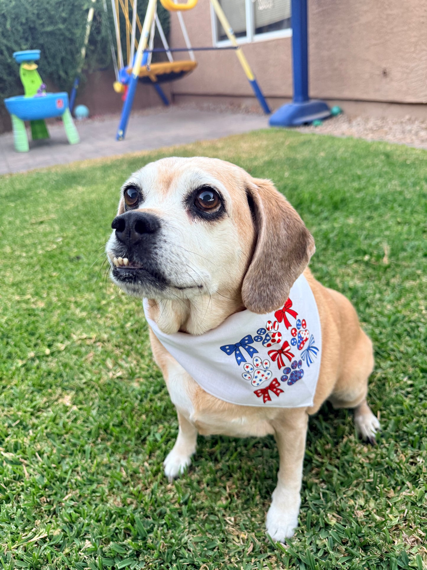 Patriotic Paws and bows