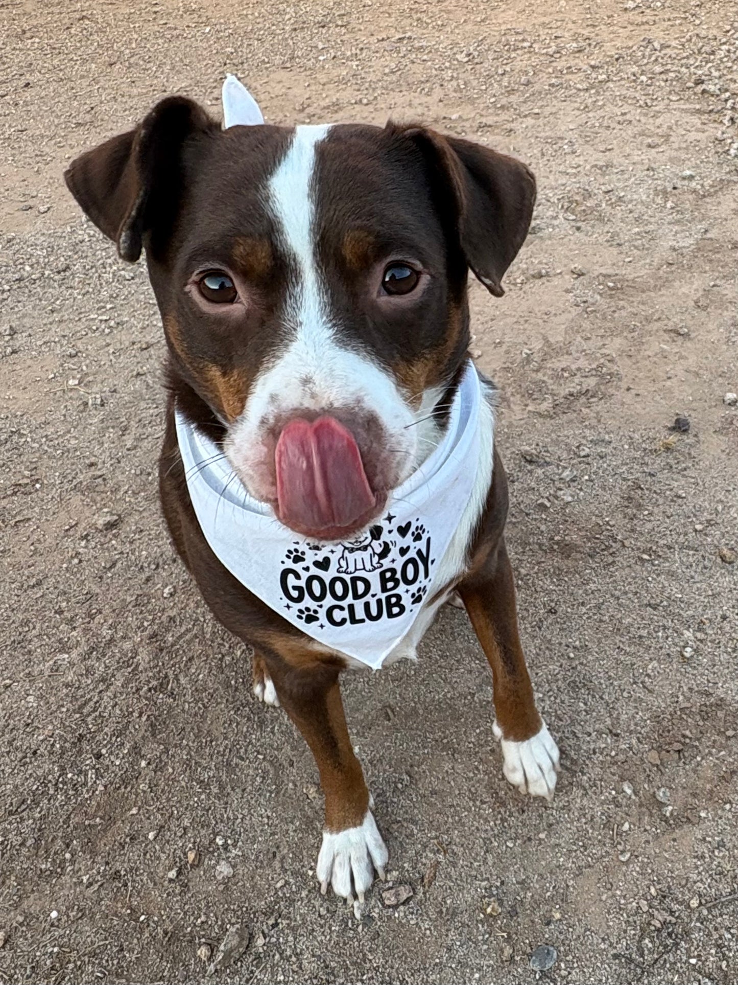 Good Boy Club